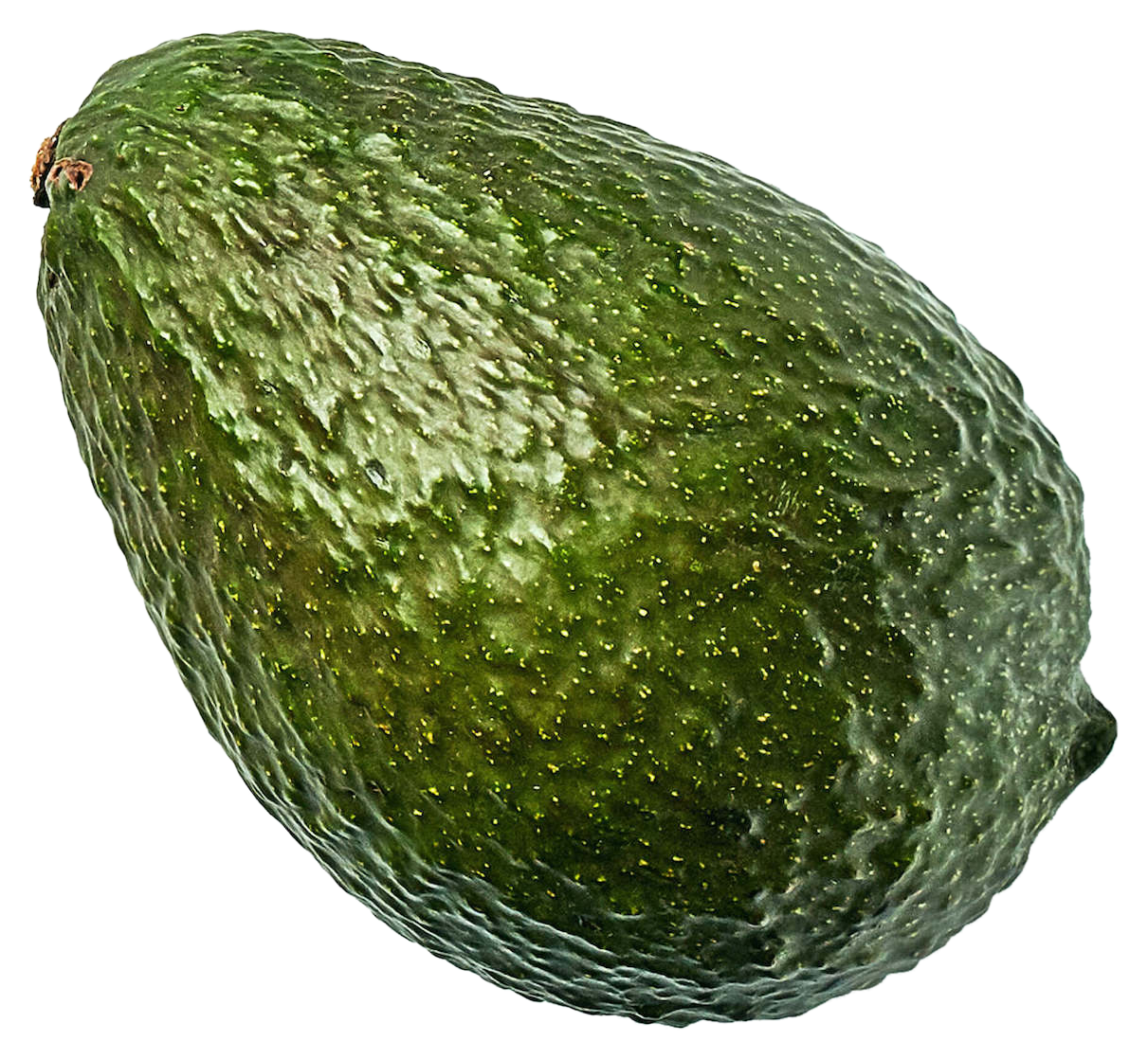 Abokado Avocado-Brogdon Tree Type B — Jolly Green Nursery